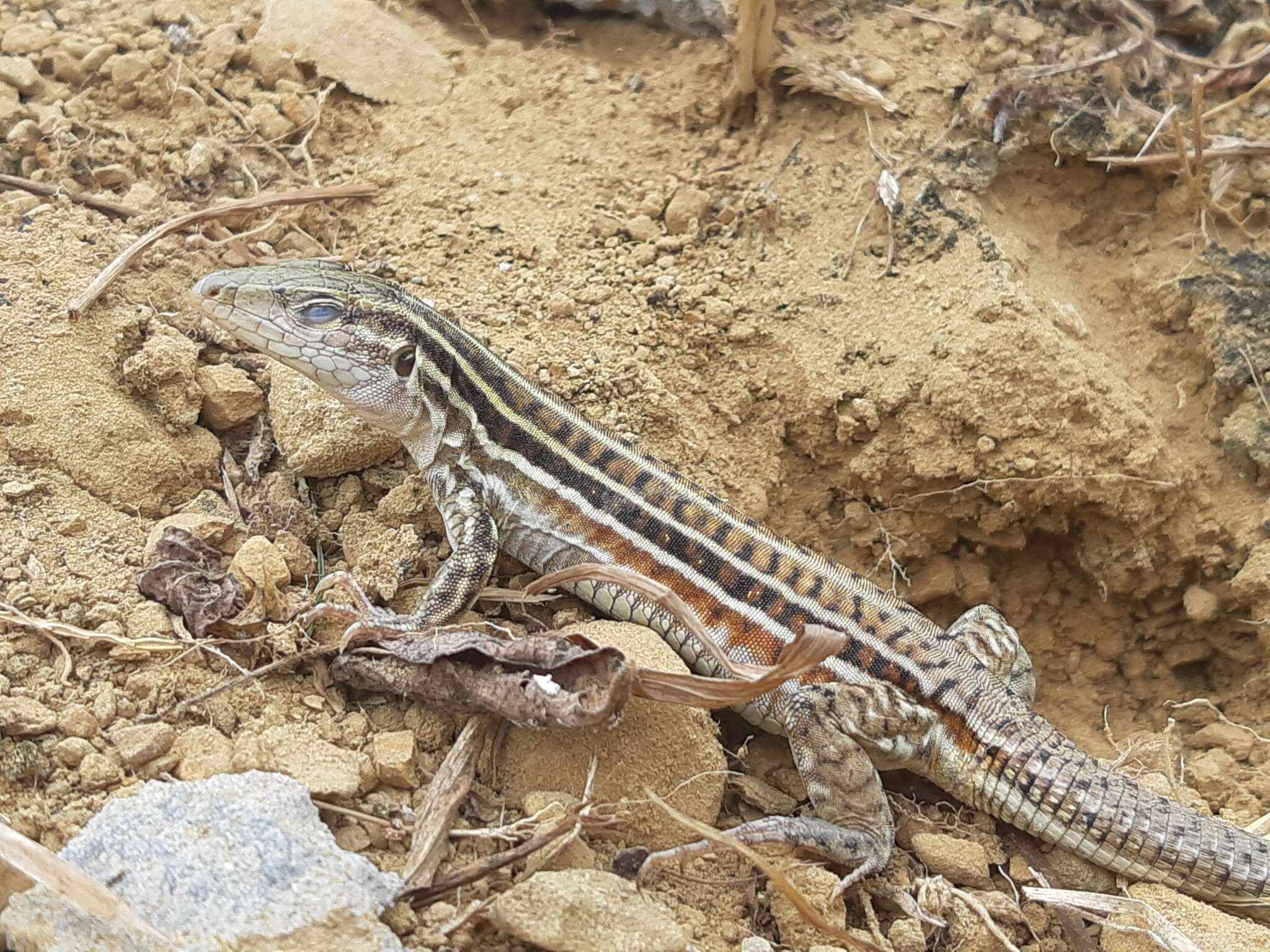 Image of Bocourt's Ameiva