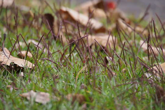 Plancia ëd Eremochloa ophiuroides (Munro) Hack.