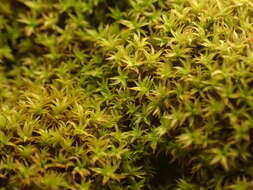 Image of zygodon moss