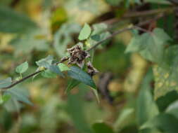 Hibiscus vitifolius L.的圖片