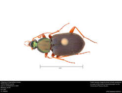 Image of Chlaenius (Chlaeniellus) tricolor Dejean 1826