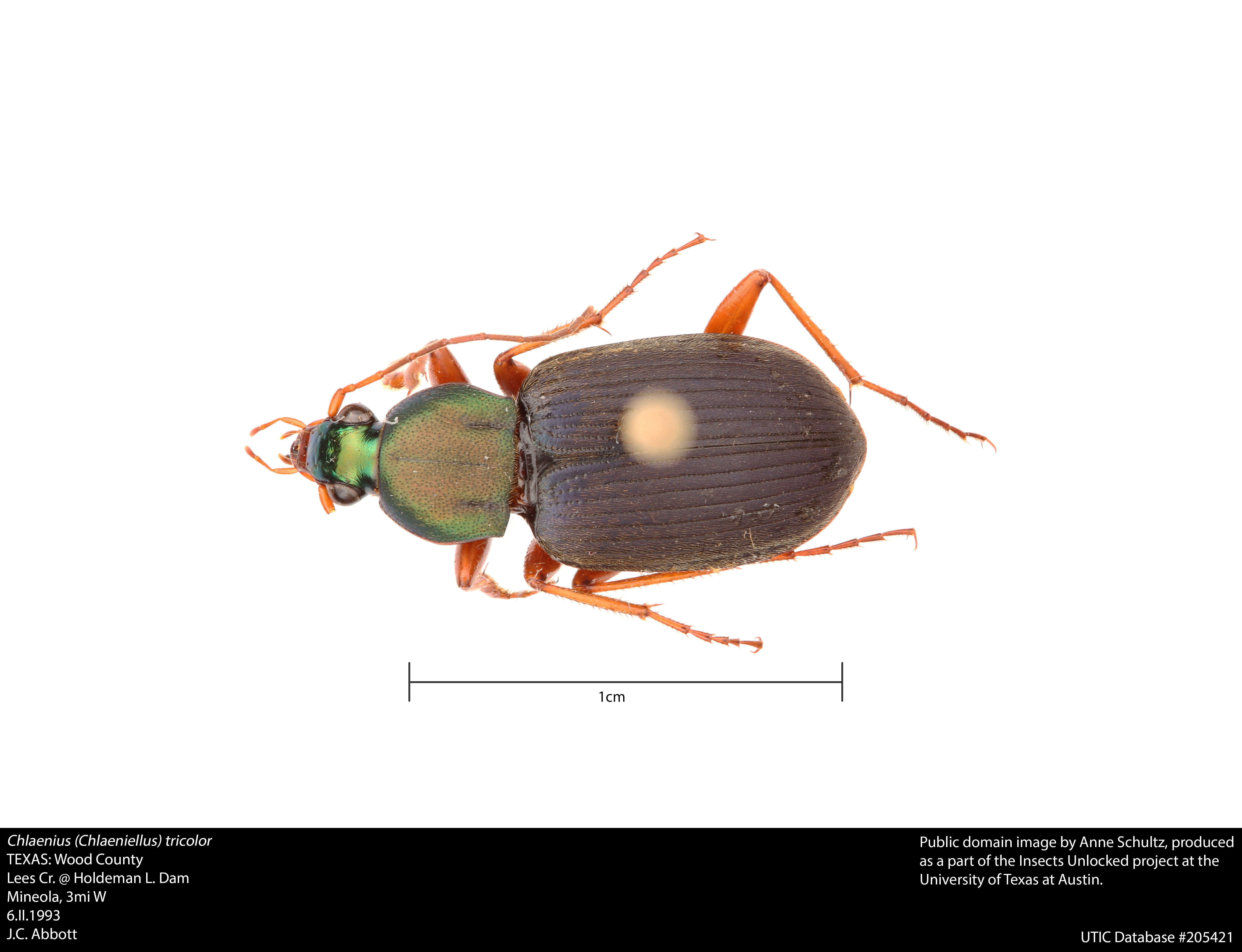 Image of Chlaenius (Chlaeniellus) tricolor Dejean 1826