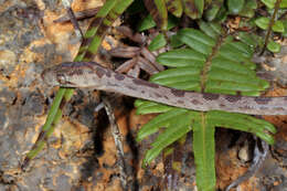 Image of Hispaniola Boa