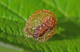Image of Dock Hyper Weevil