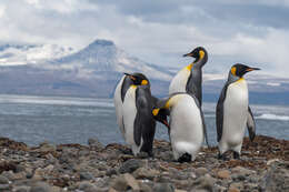 Image of King Penguin