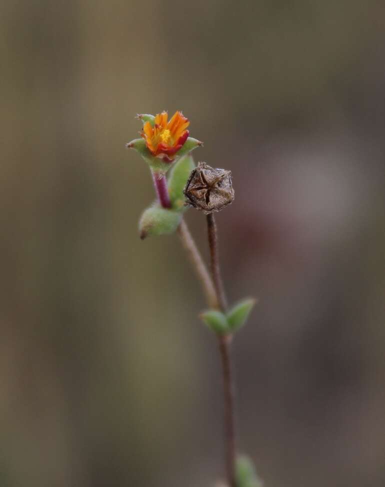 Imagem de Trichodiadema introrsum (Haw. ex Hook. fil.) Niesler