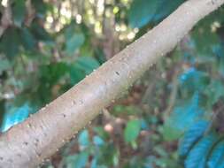 Image de Dysoxylum arborescens (Bl.) Miq.