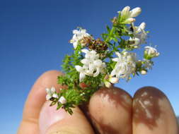 Image of Asperula conferta Hook. fil.