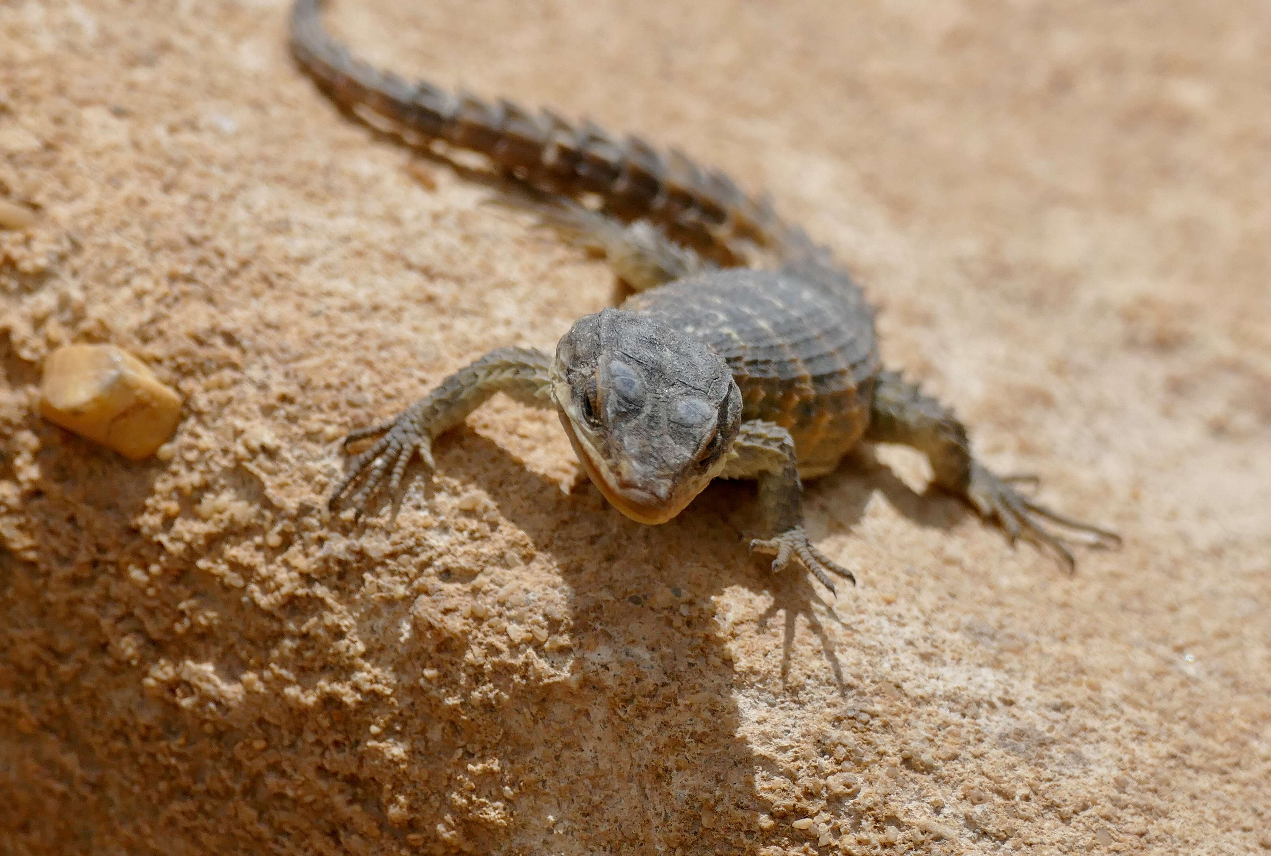 Image of Cape Girdled Lizard