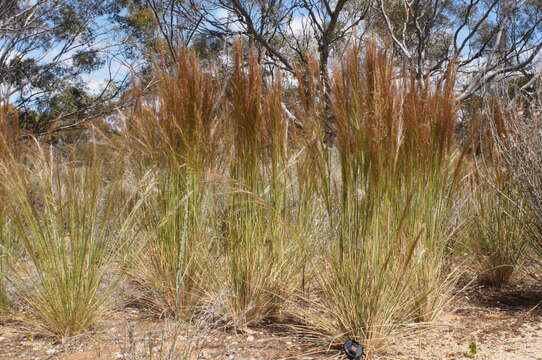 Image of Austrostipa nodosa (S. T. Blake) S. W. L. Jacobs & J. Everett