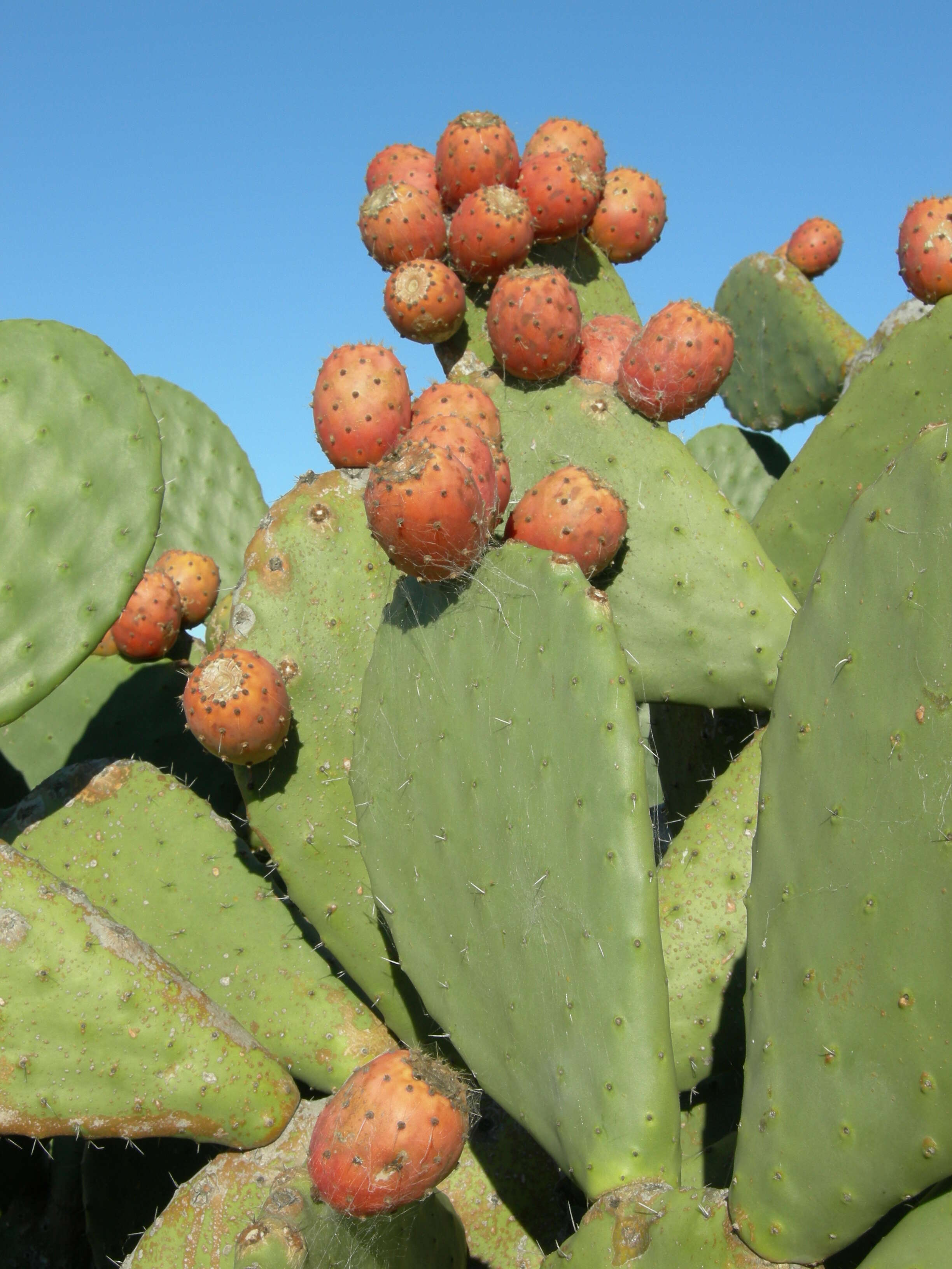 Image of Common Pricklypear