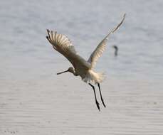 Image of spoonbill, eurasian spoonbill