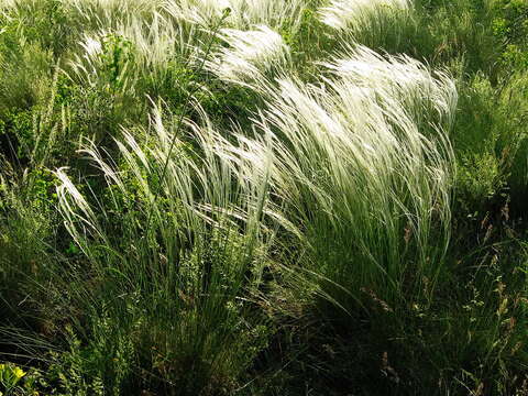 Image of Needle Grass