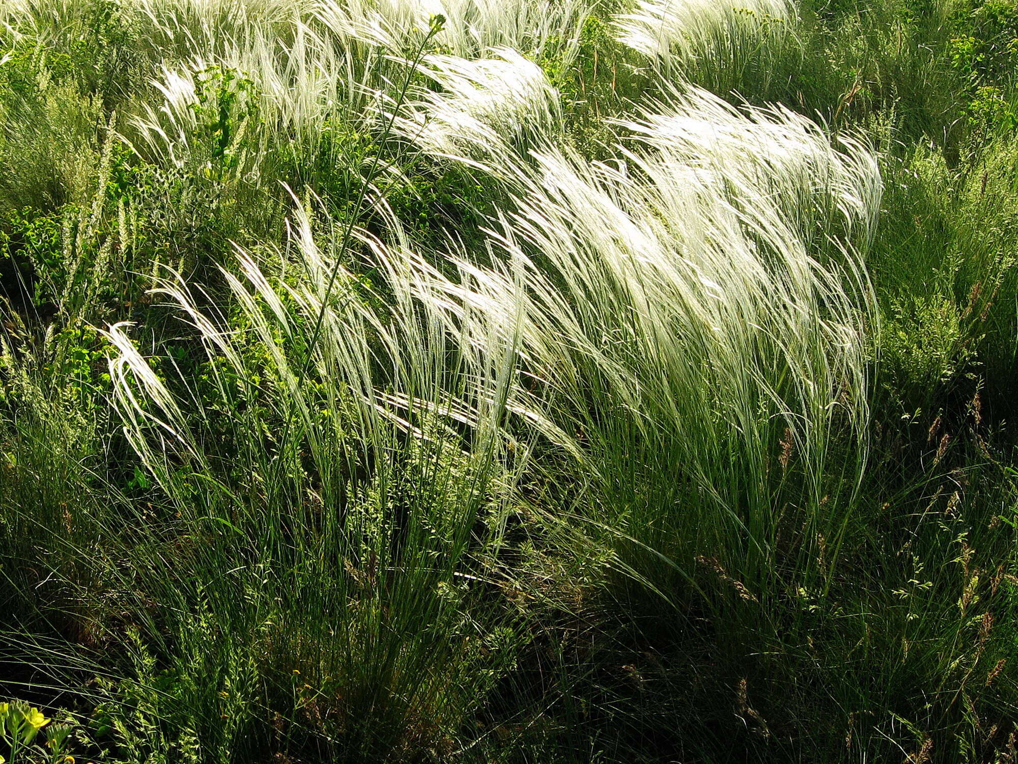 Plancia ëd Stipa lessingiana Trin. & Rupr.