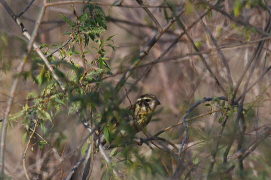 Image of Rose-breasted Grosbeak