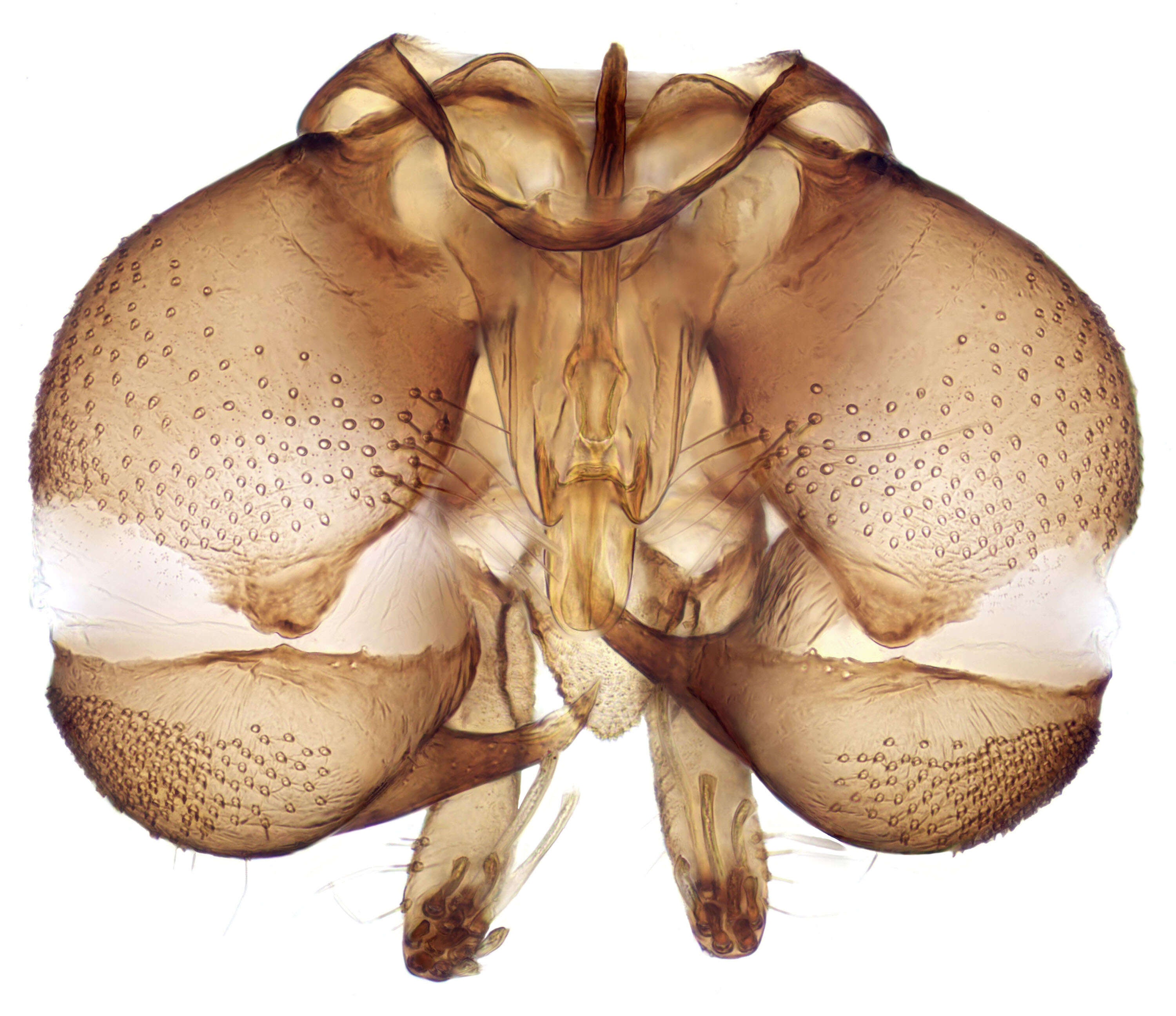 Image of moth flies and sand flies