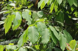 Plancia ëd Polyalthia fragrans (Dalzell) Hook. fil. & Thomson