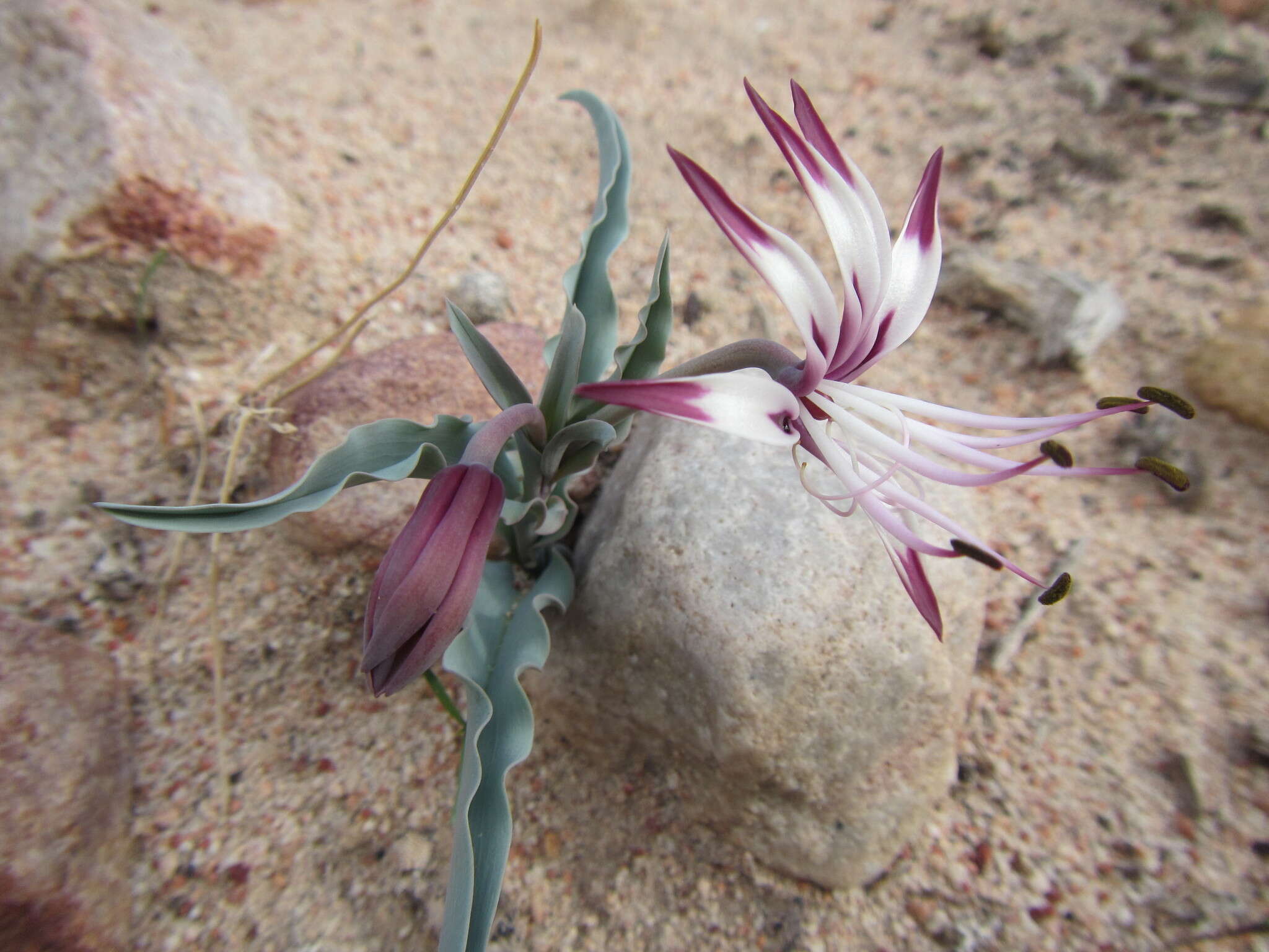 Image of Ornithoglossum undulatum Sweet