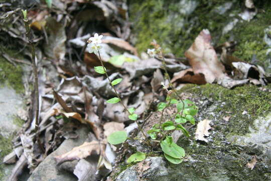 Image of Myosotis pottsiana (L. B. Moore) Meudt, Prebble, R. J. Stanley & Thorsen