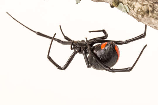 Latrodectus umbukwane的圖片