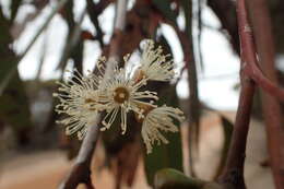 Image of Hopetoun Mallee