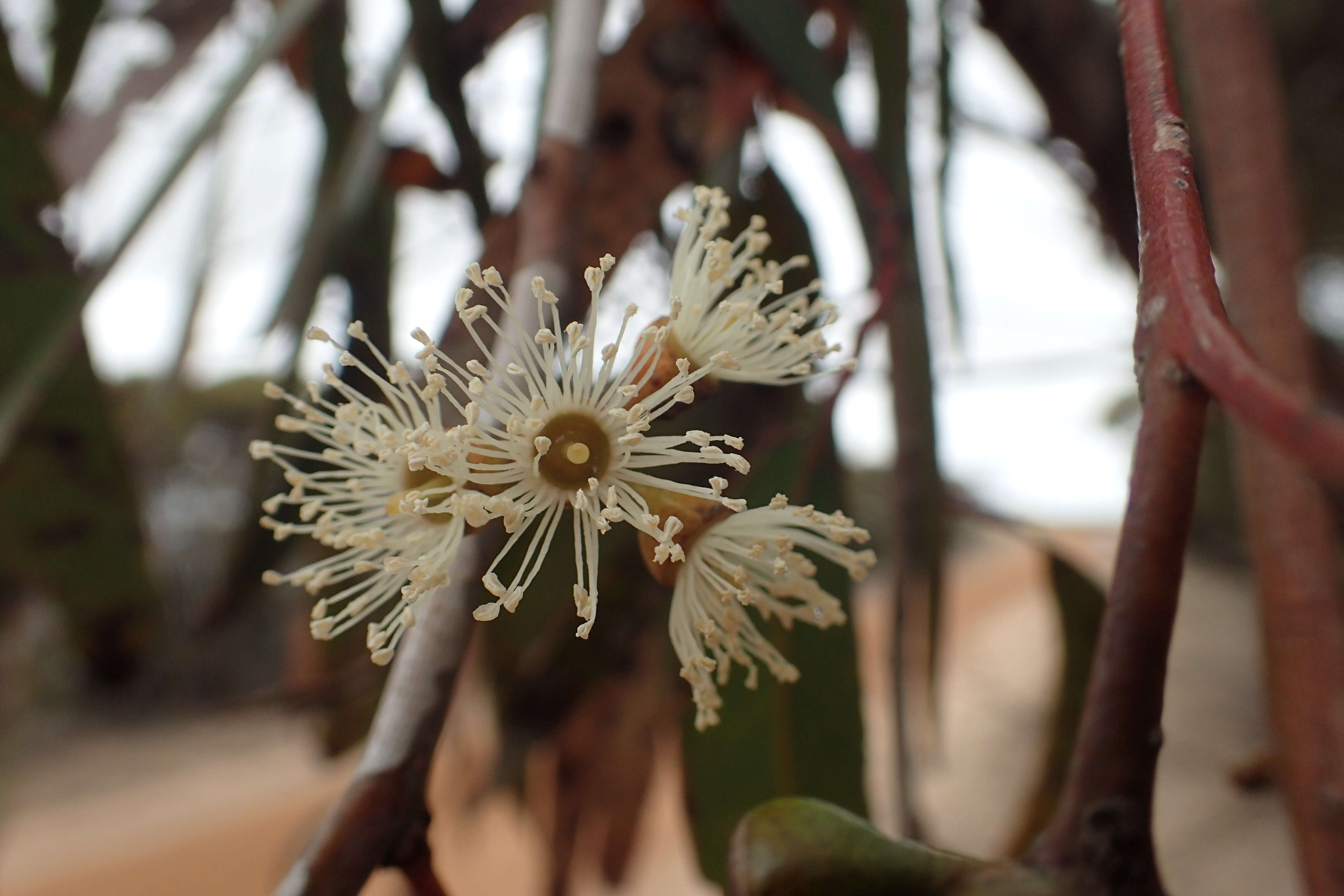 Image of Hopetoun Mallee