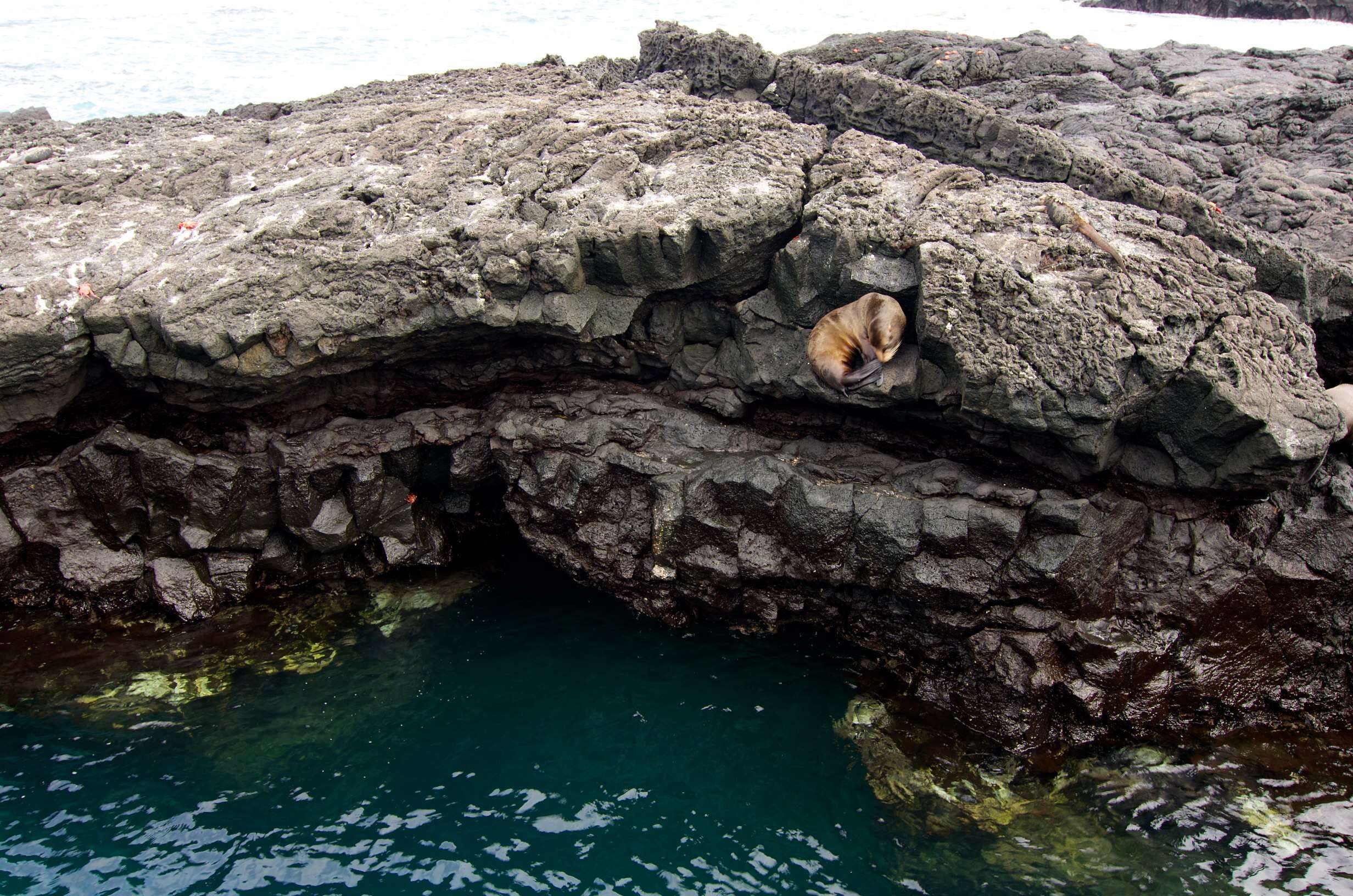 Image de Otarie des Galapagos