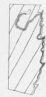 Image of Stigmella apicialbella (Chambers 1873) Newton et al. 1982
