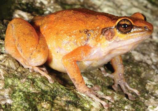 Image of Black Mountain Boulder Frog