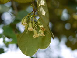 Imagem de Bauhinia malabarica Roxb.