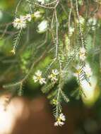 Image of Melaleuca pustulata Hook. fil.