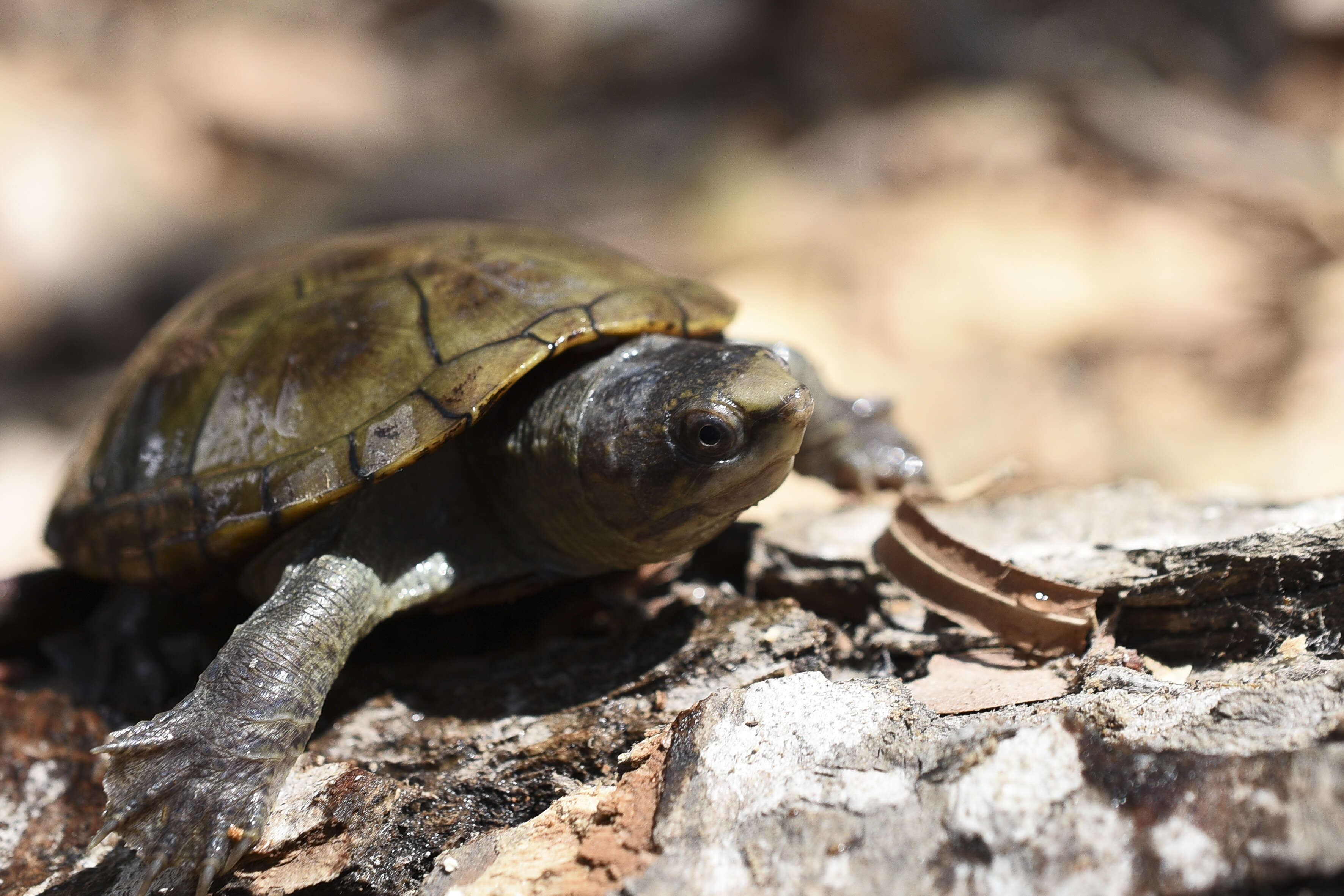 Image of Vallarta mud turtle