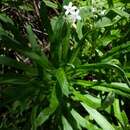 Image of Myosotis exarrhena F. Müll.