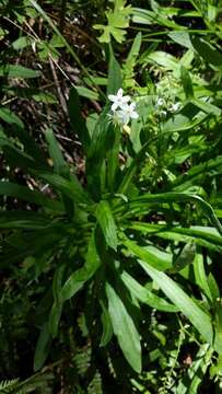 Imagem de Myosotis exarrhena F. Müll.