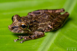 Image of Rio Verde Snouted Treefrog