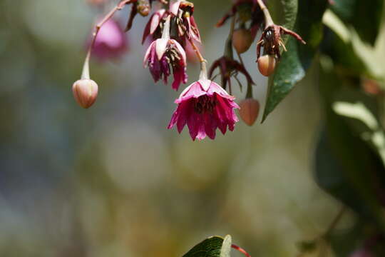 Image of Vallea stipularis Mutis ex L. fil.