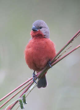 Image of Ruddy-breasted Seedeater