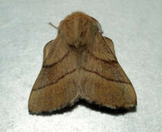 Image of lackey moth