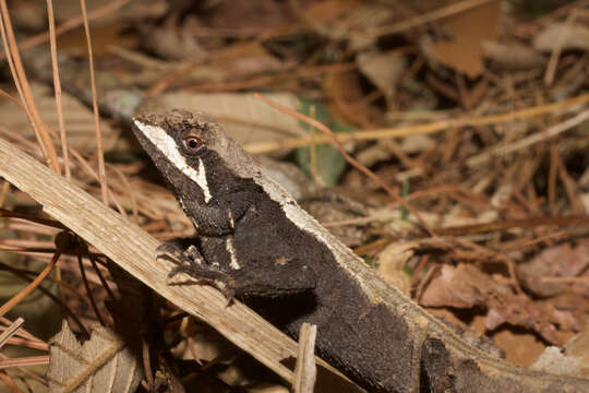 Image of Ota's mountain lizard