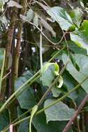 Image of Anthurium argyrostachyum Sodiro