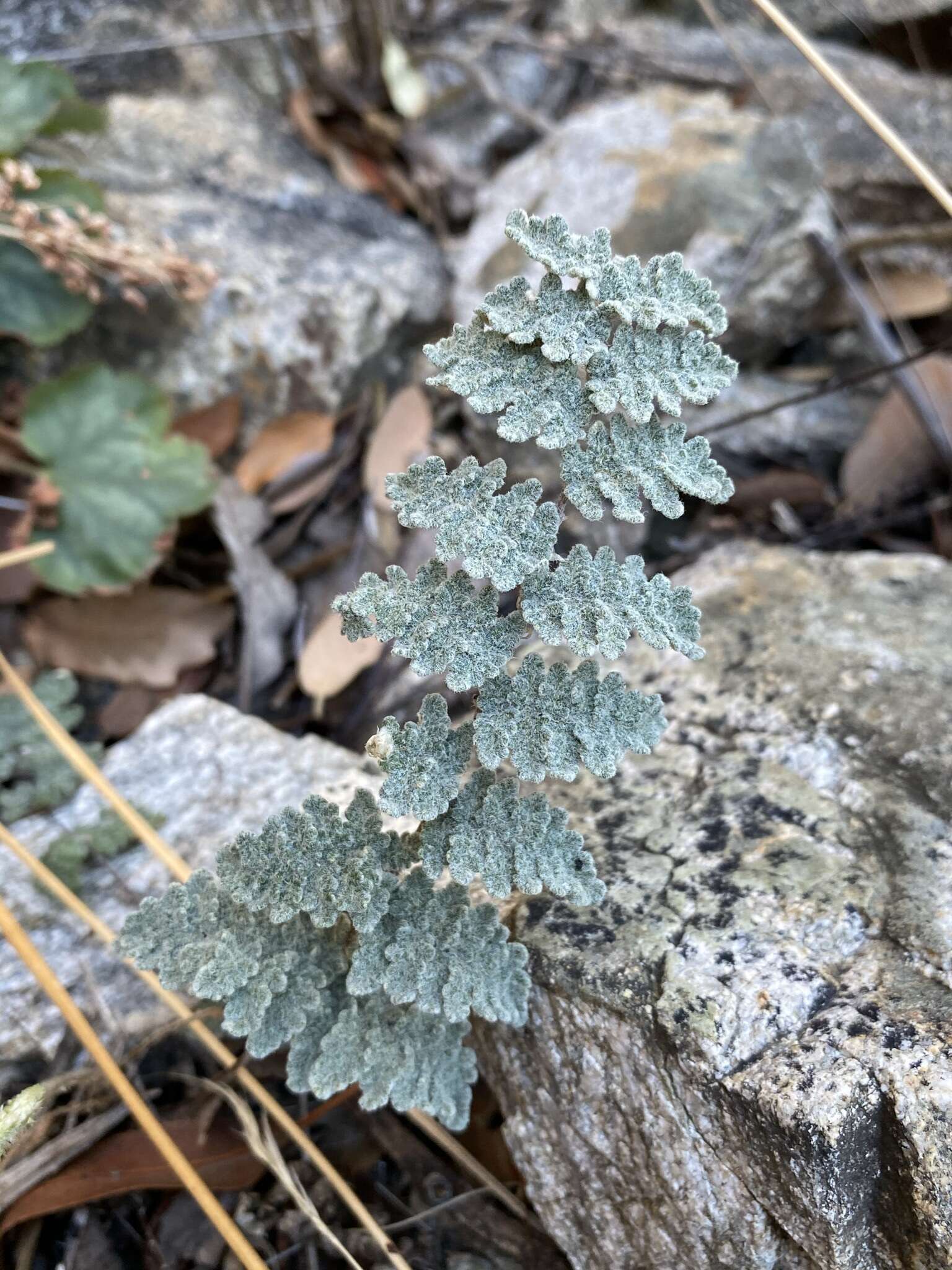 Image of Eaton's lipfern