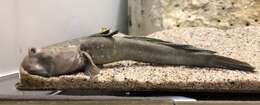 Image of Great blue spotted mudskipper