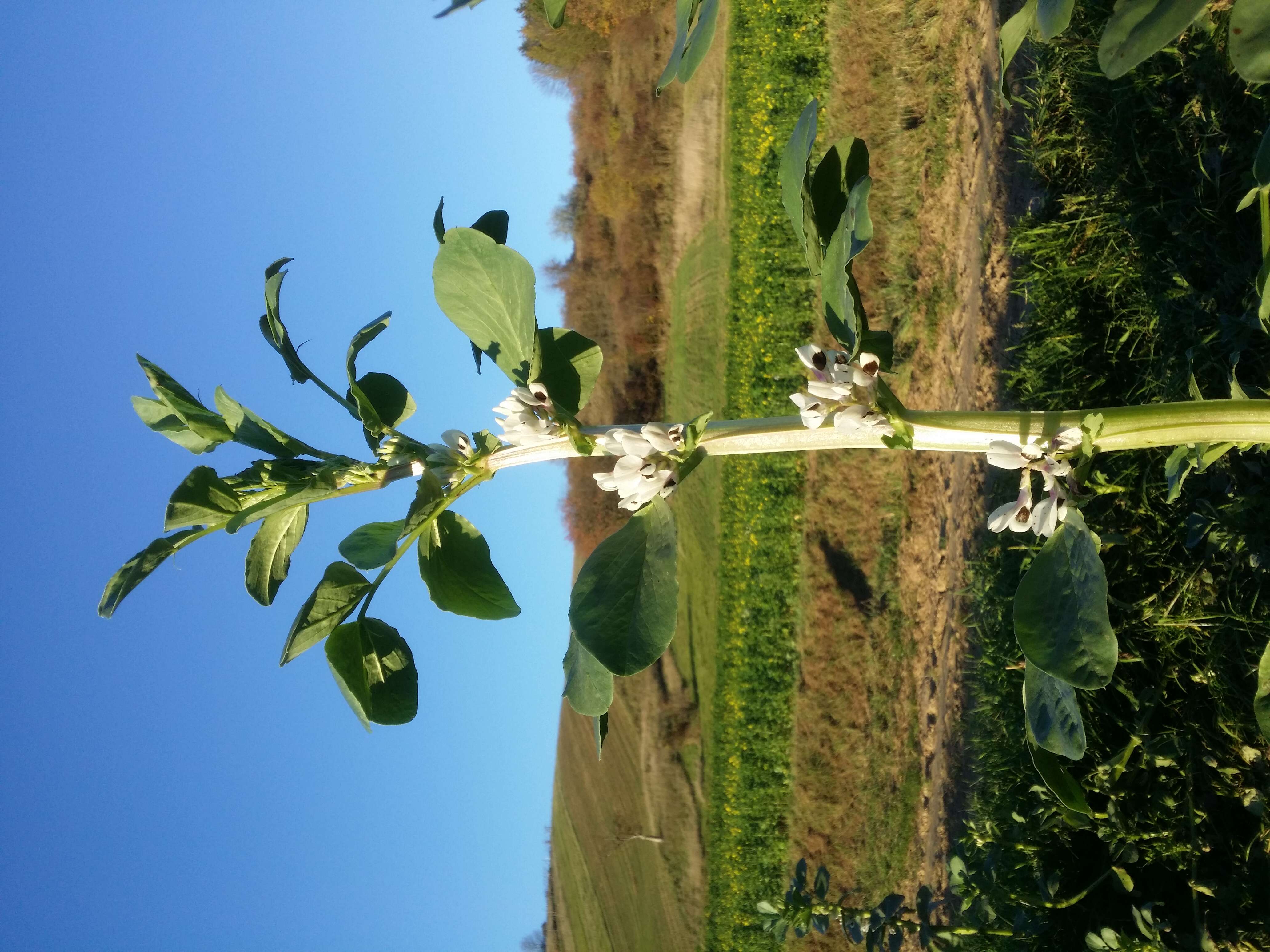 Image of Broad Bean