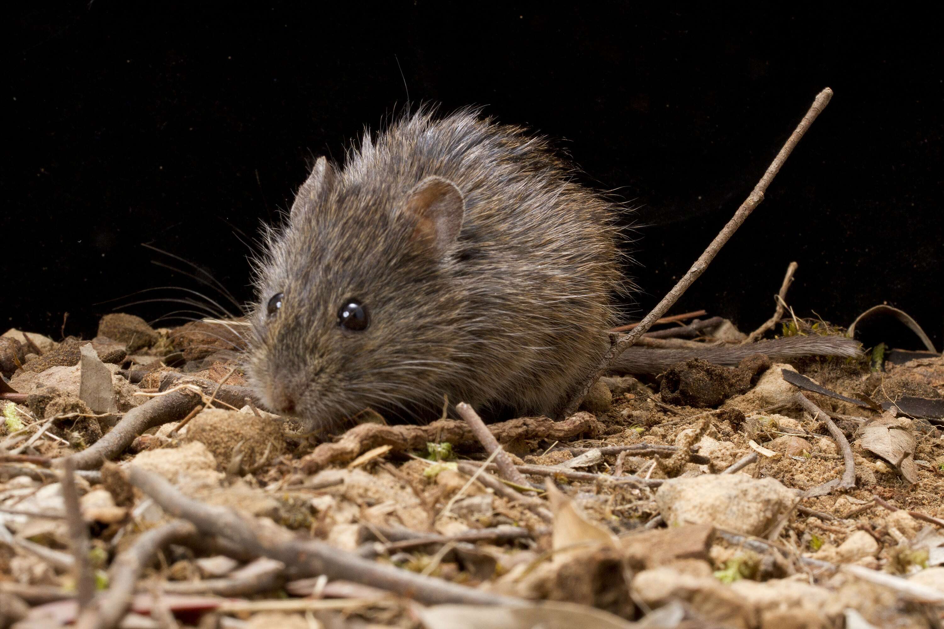 Image of Heath Mouse