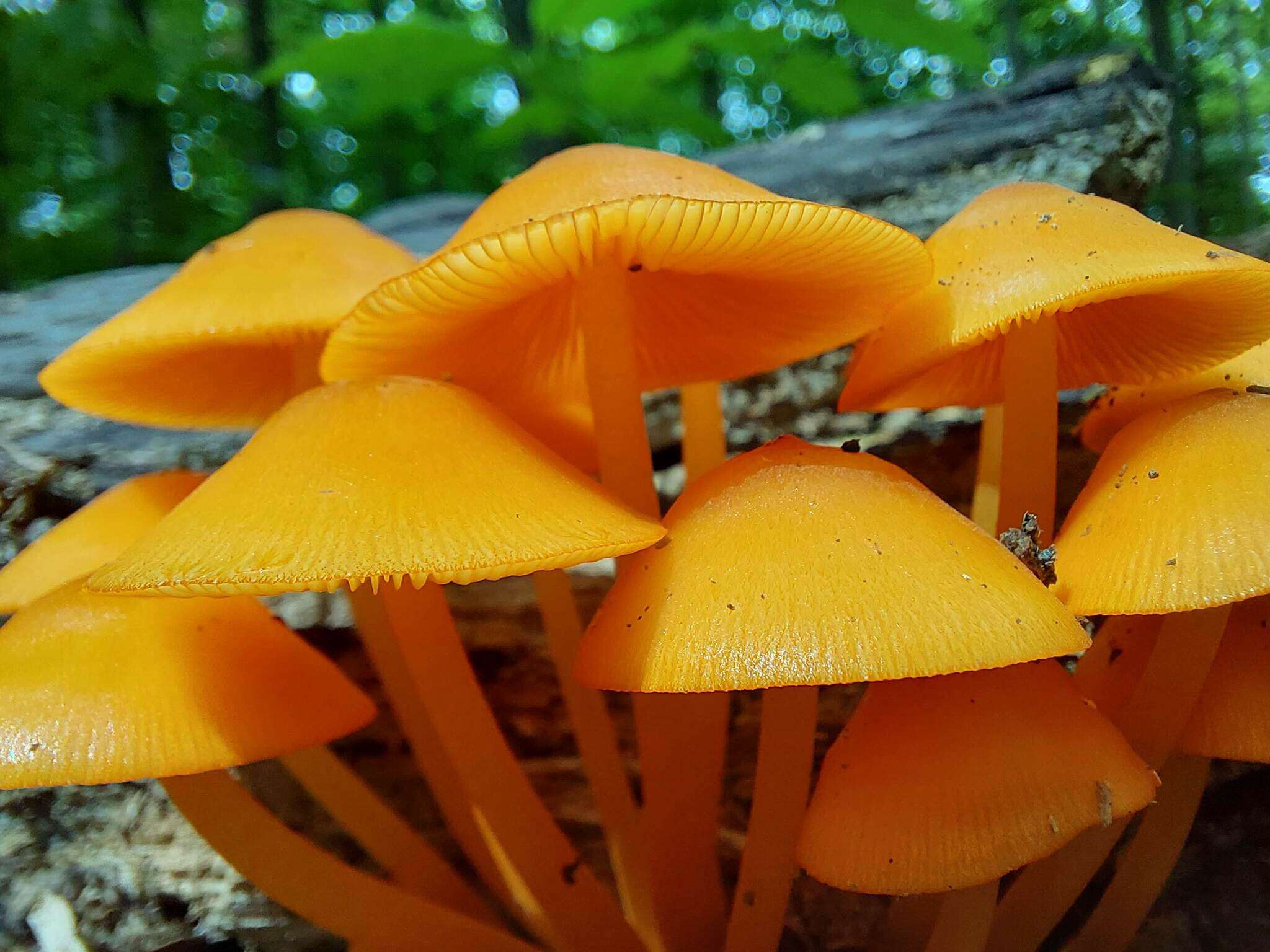 Image of Mycena leaiana (Berk.) Sacc. 1891