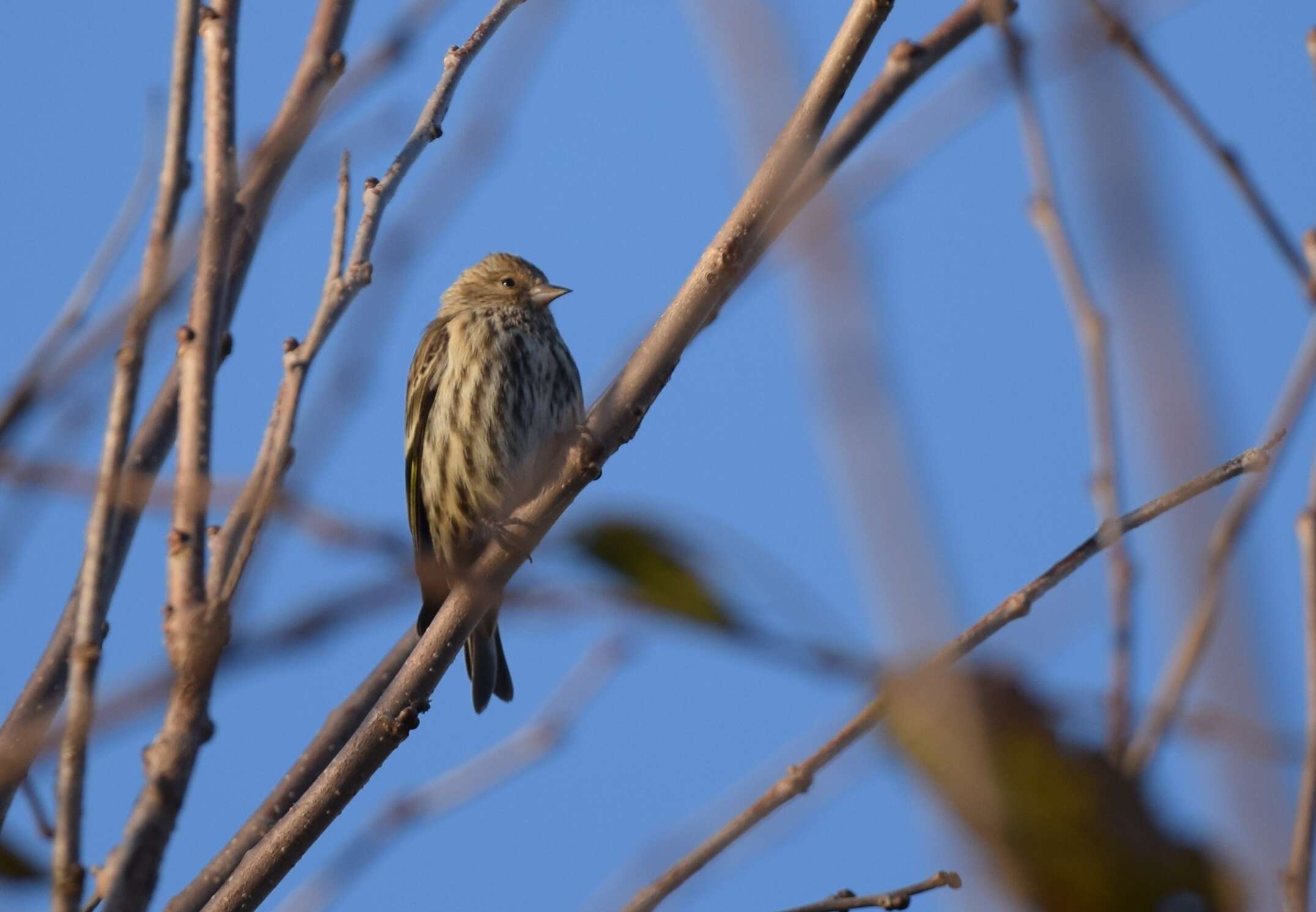 Image of Pine Siskin