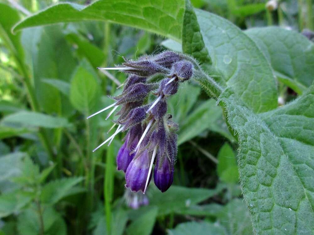 聚合草的圖片