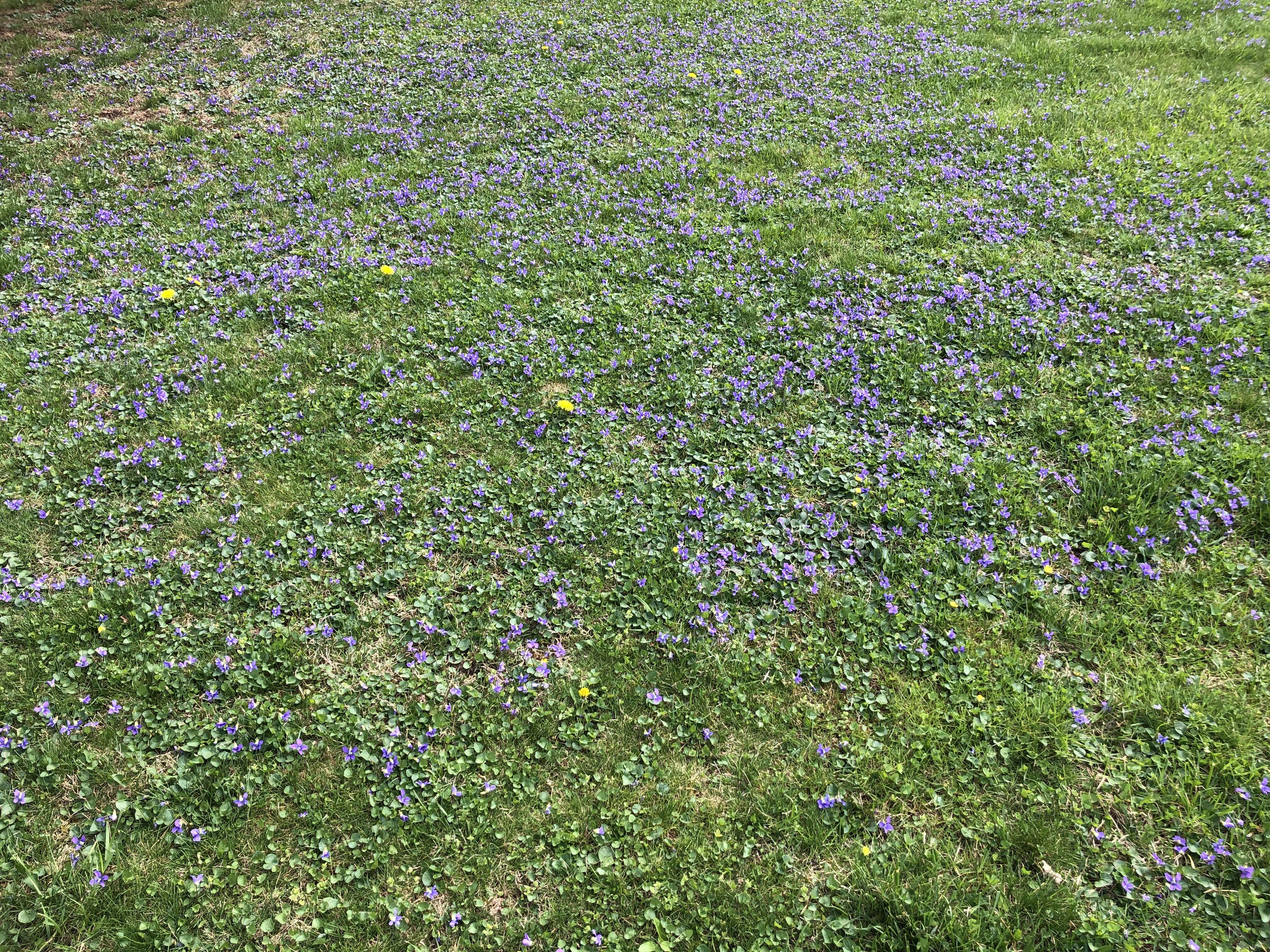 Image of common blue violet