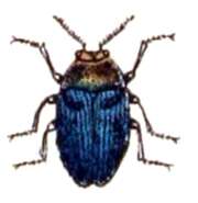 Image of Metallic wood-boring beetle