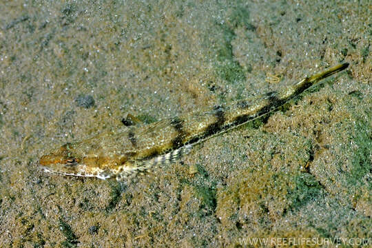 Image of Black flathead